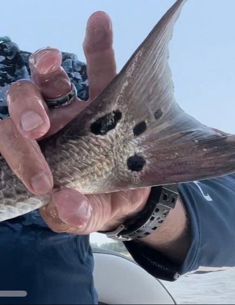 Fishing Charter NC | Fly Fishing For Redfish & Tarpon (Price Includes Three Guests)